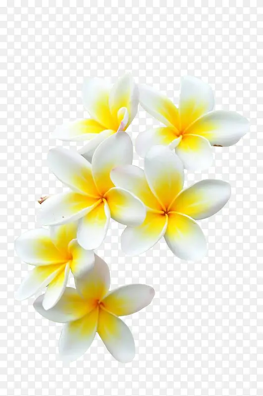 海报植物白色花朵效果
