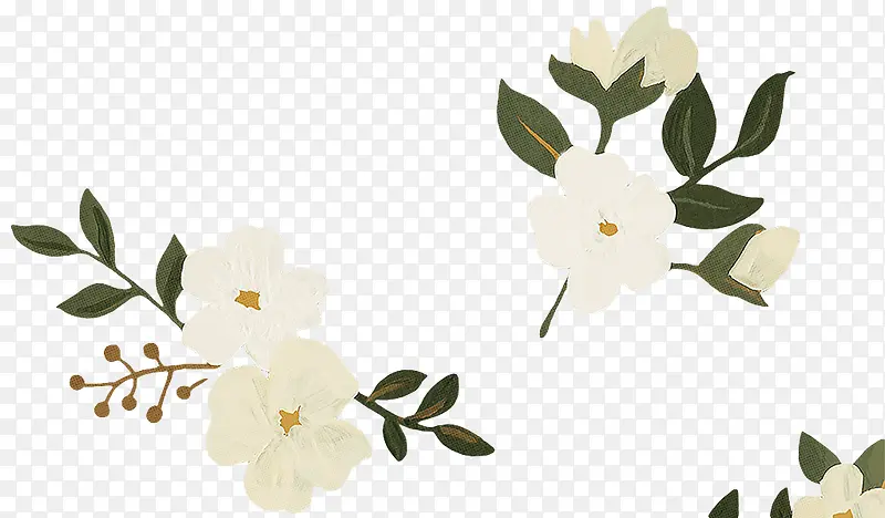 彩绘白色花朵花枝图片