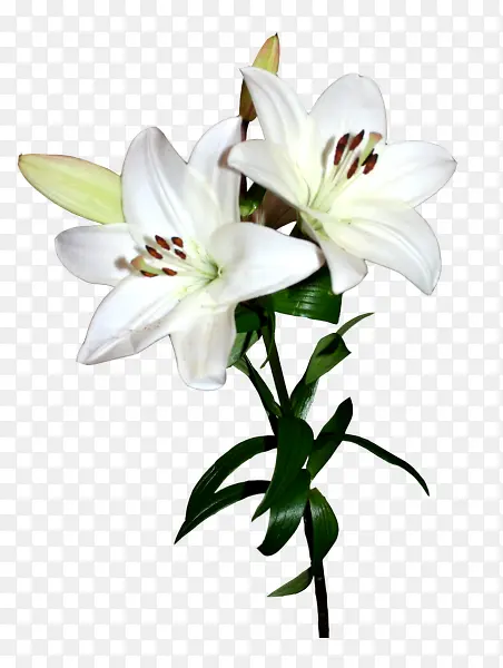 白色百合花花朵