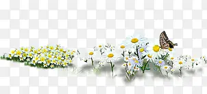 白色唯美花朵蝴蝶风景