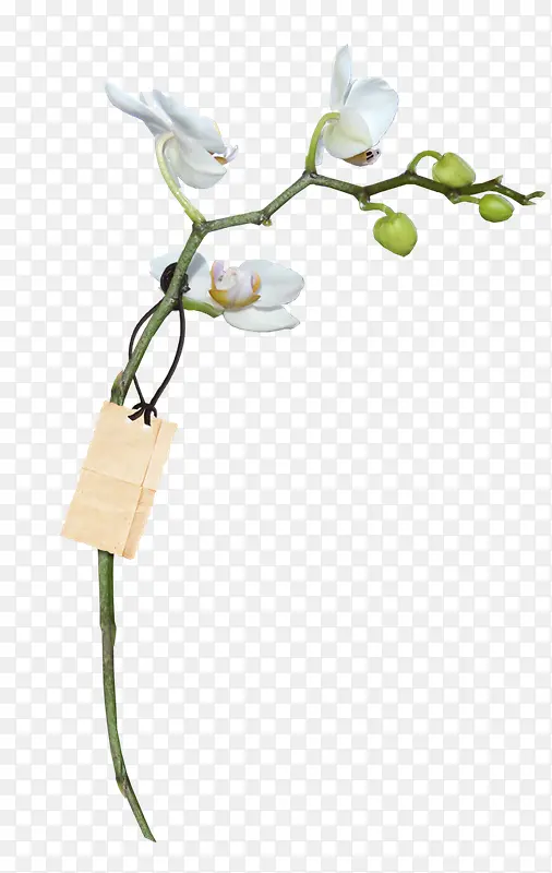白色花朵绿色花苞