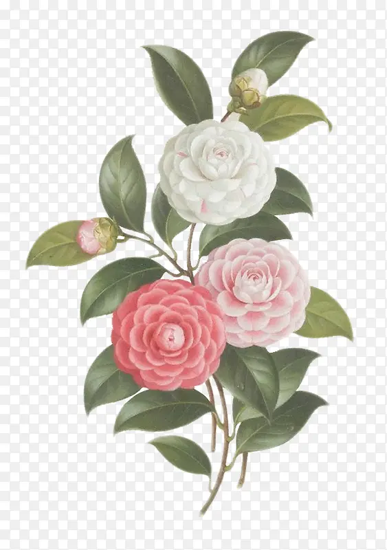 粉色白色盛开花朵绿叶手绘