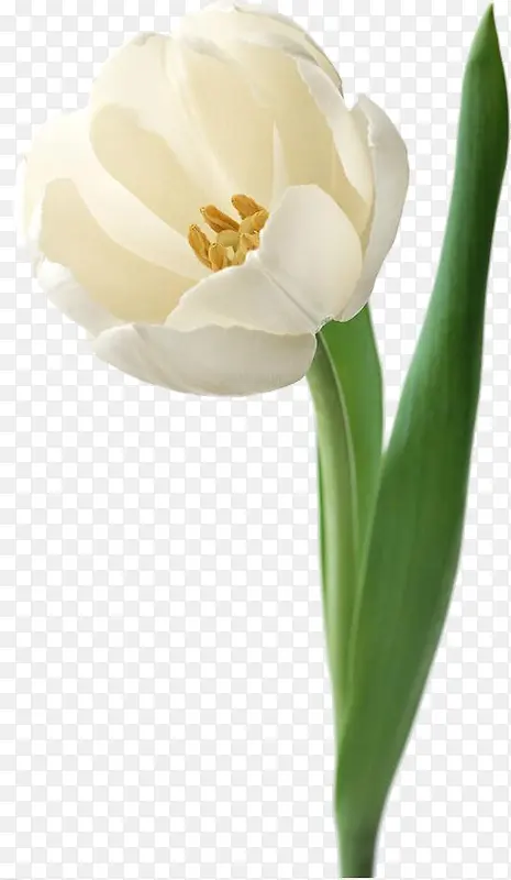 高清摄影白色的花卉花朵