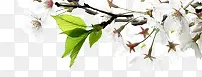 新年白色花朵绿叶