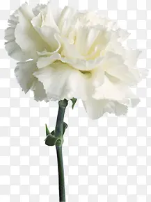 白色纯净花朵植物