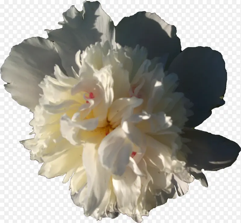 小清新白色花朵素材