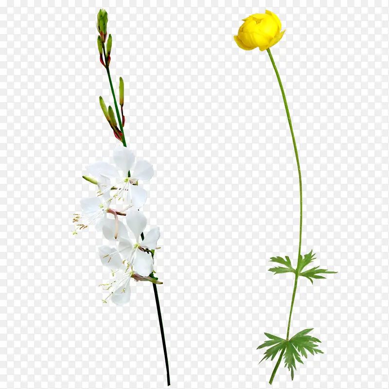 黄色白色花朵