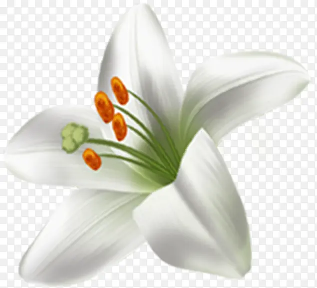 白色唯美淡雅花朵百合