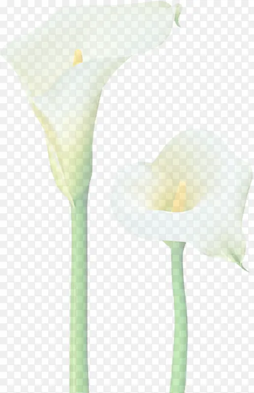 手绘白色马蹄莲花朵