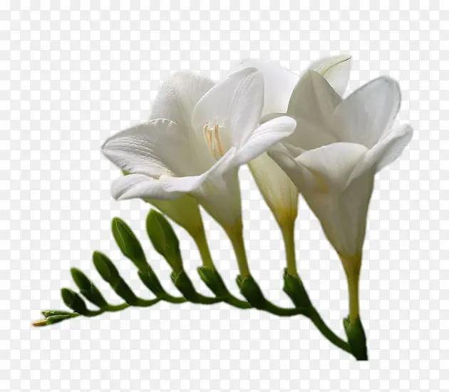 白色百合花
