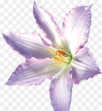 紫白色设计卡通效果花朵
