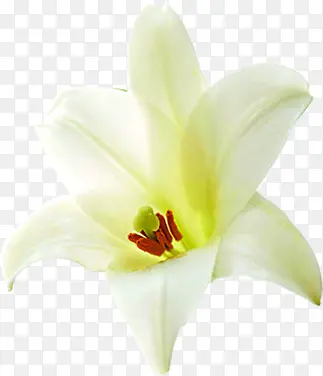 花朵花蕊白色装饰图片