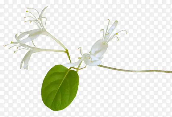 白色花朵花枝植物装饰
