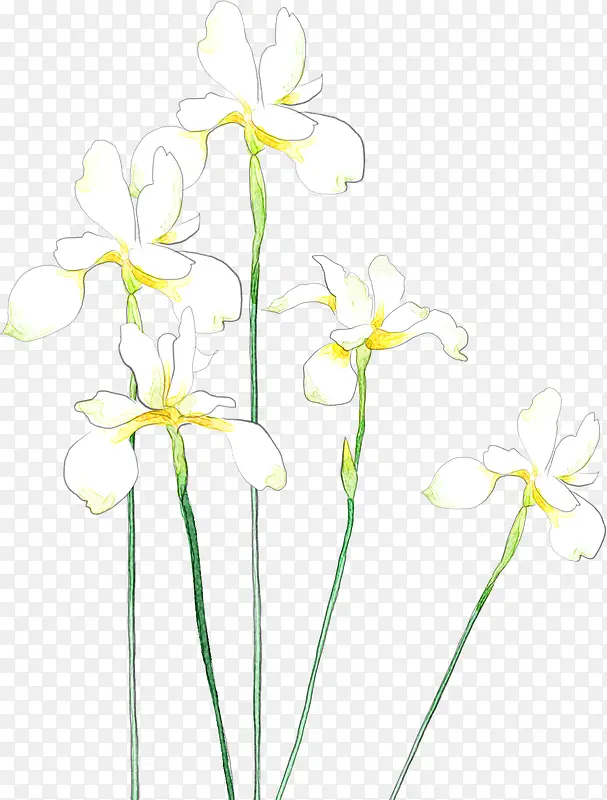 手绘白色春日花朵植物