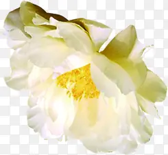 海报植物白色花朵