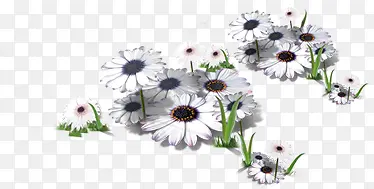 白色唯美淡雅花朵