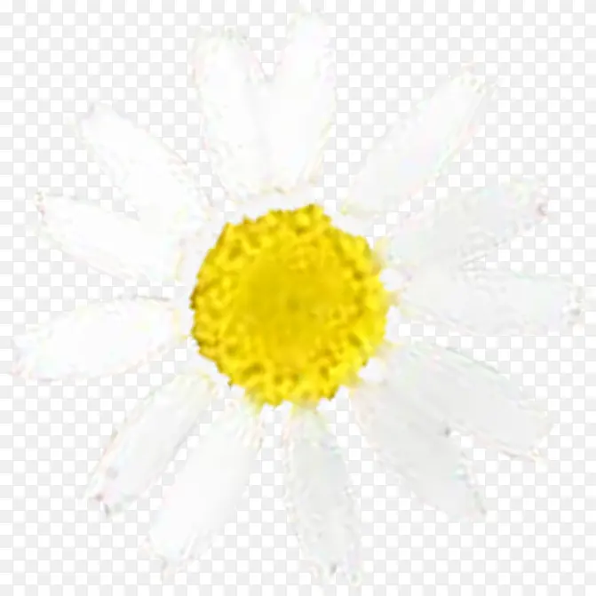 白色效果花朵设计