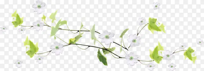 花朵白色花朵绿色叶子