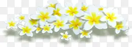 白色唯美纯洁花朵春天
