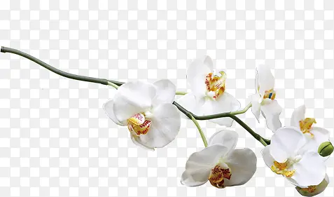 白色花朵花枝图片装饰
