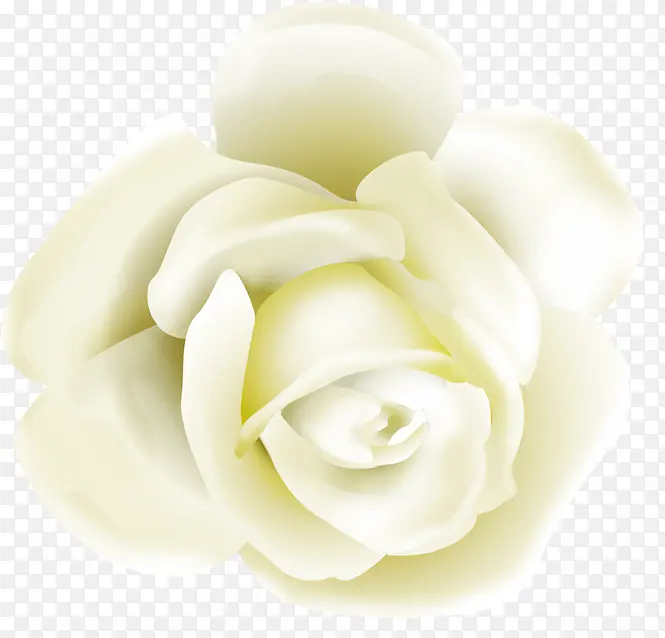 珠光白色玫瑰花朵七夕