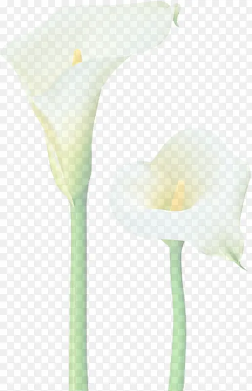 手绘简约白色花朵