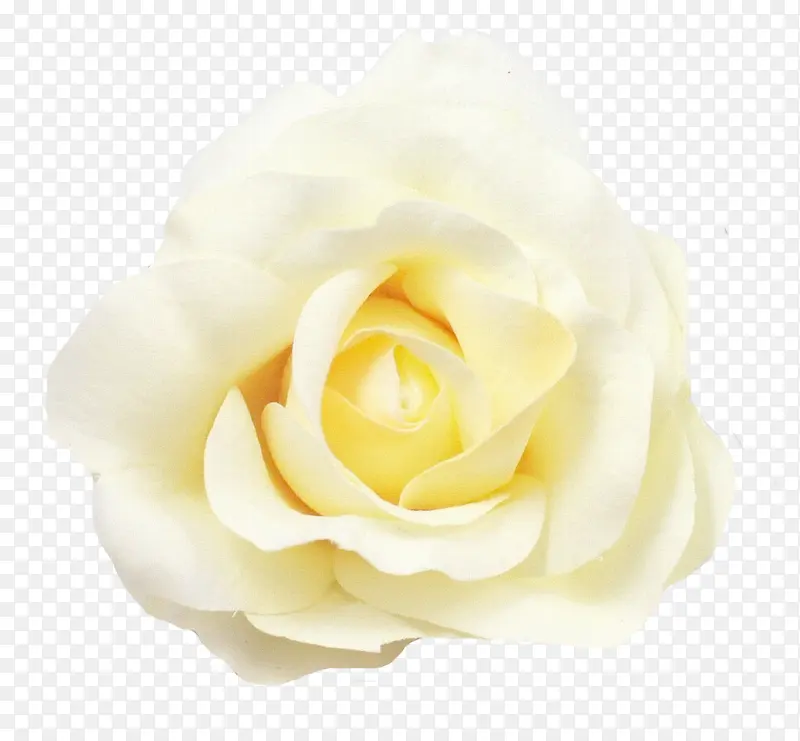 卡通鲜花素材鲜花图案 唯美白色
