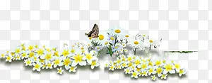 白色淡雅唯美花朵蝴蝶