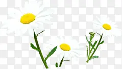 手绘白色清新春季花朵装饰
