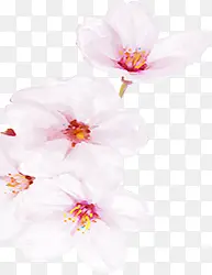 手绘白色可爱花朵植物
