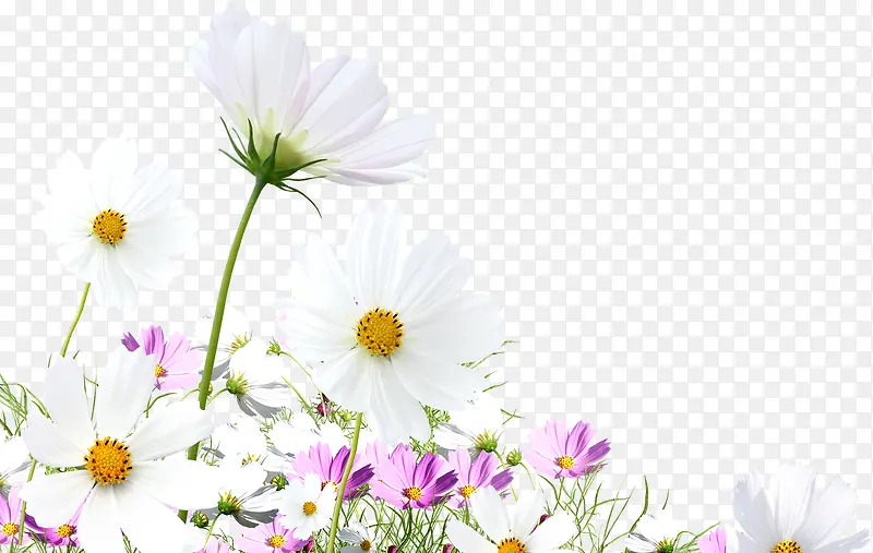 白色纯洁田园花朵