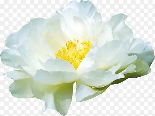 白色纯洁花朵植物分层