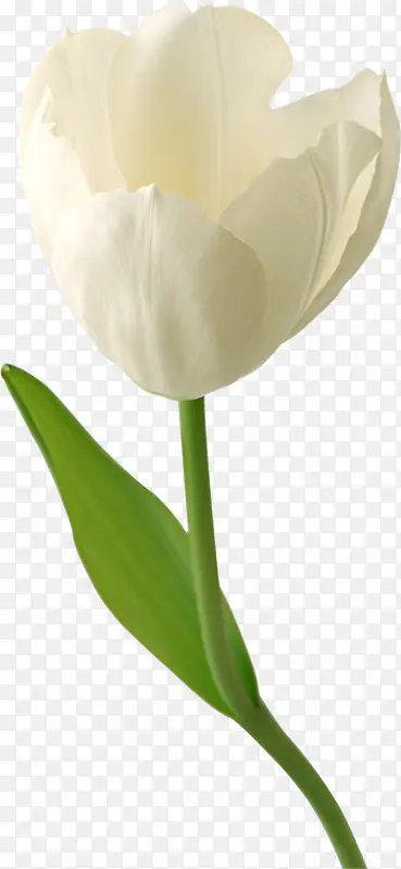 白色花朵郁金香