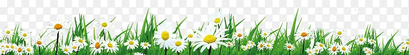 白色草地花朵美景