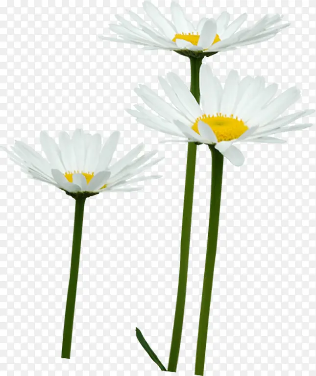 白色夏日花朵风景海报图