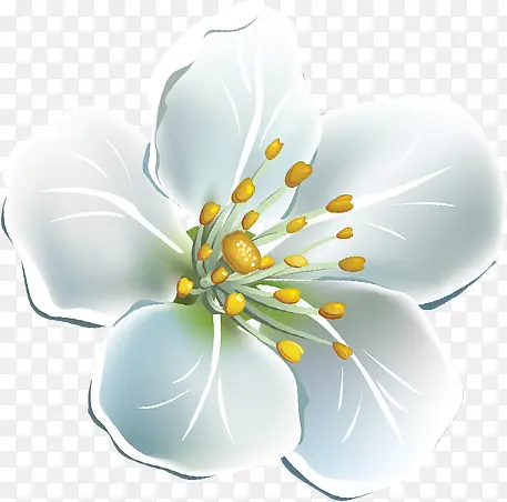 手绘白色清新花朵唯美