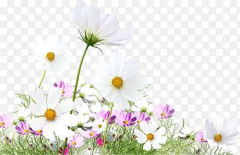 白色精致小花花朵