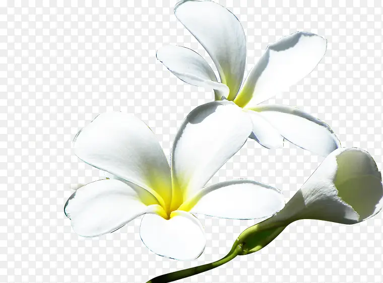 白色简约手绘花朵风光
