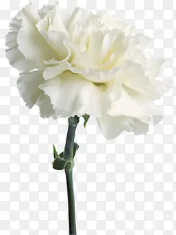 白色纯洁花朵康乃馨母亲节