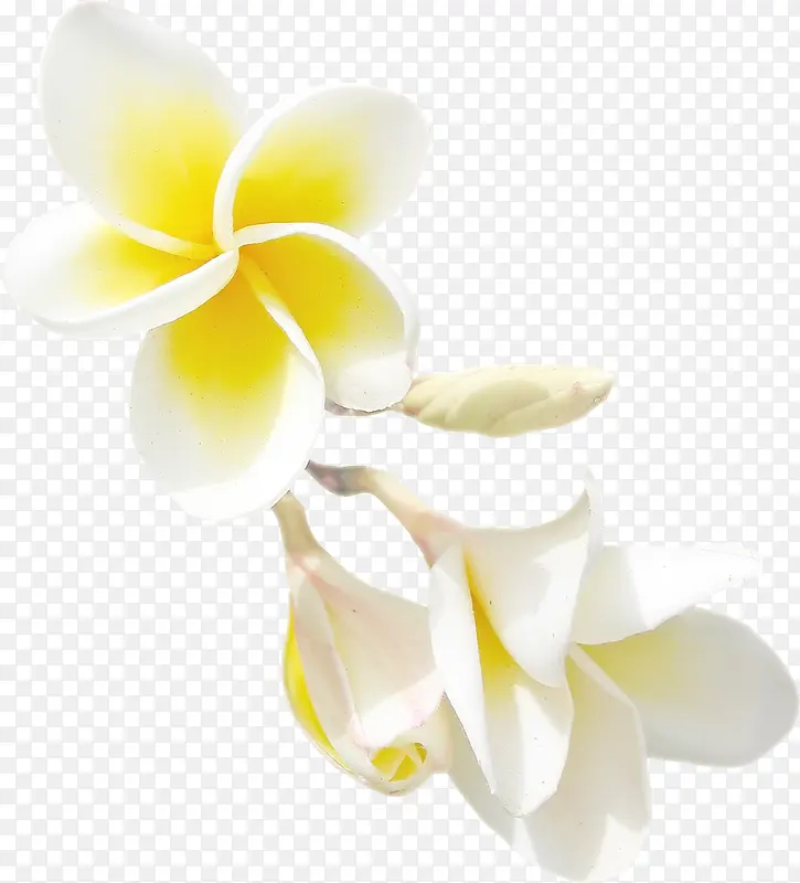 白色黄芯花朵