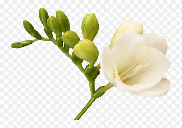 白色花朵花枝绿色花苞