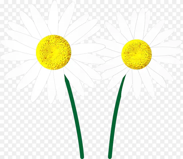 小雏菊