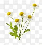 白色清新田园花朵植物