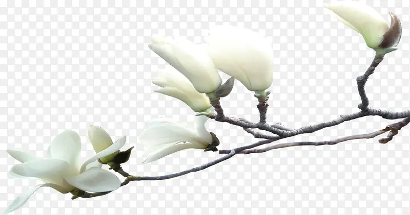 白色高清风景花朵树枝