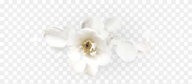 白色花朵实物