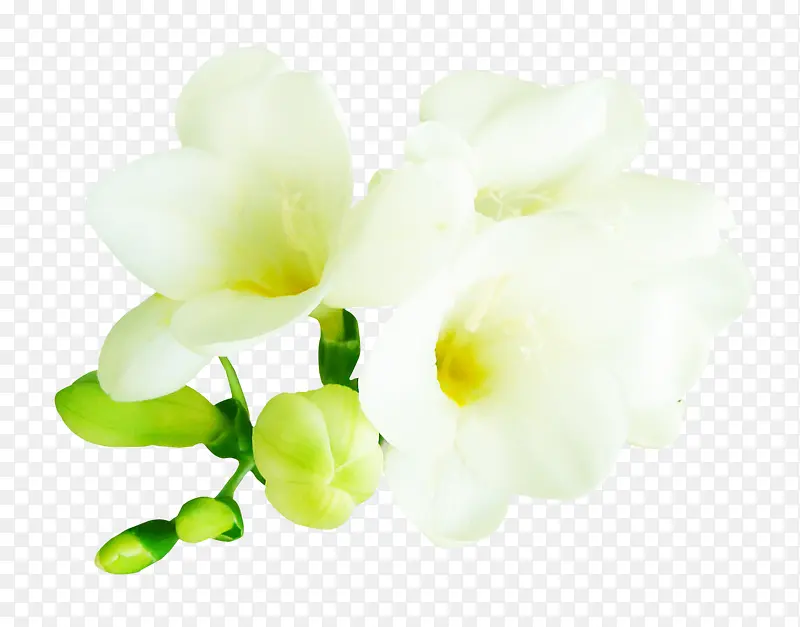 花苞白色花朵