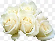 白色纯洁玫瑰花朵