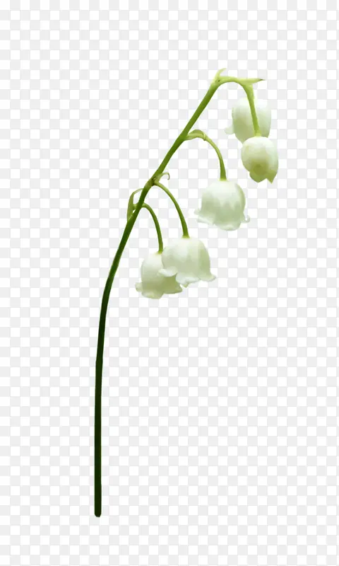 白色花朵小花苞