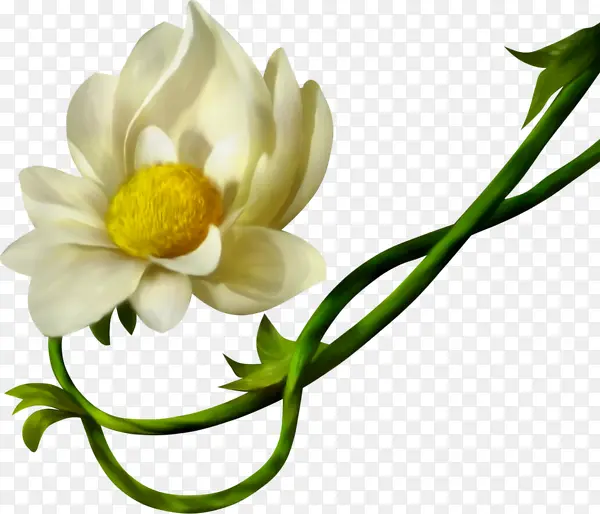 白色花瓣黄色花蕊的鲜花