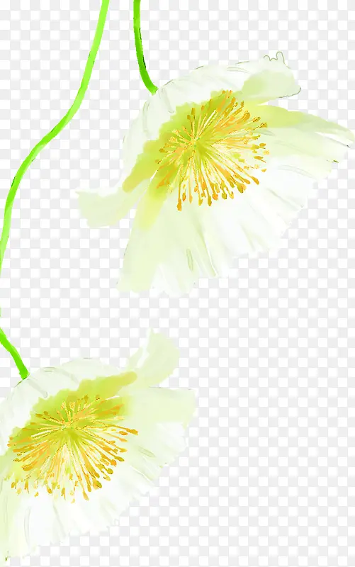 手绘插画卡通植物白色花朵